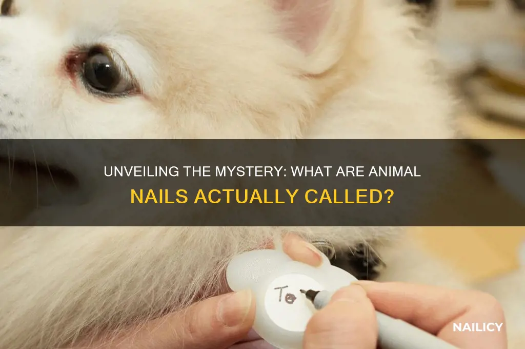 what are animal nails called