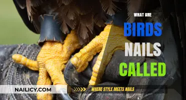 Unveiling the Mystery: What Are Birds' Nails Called?