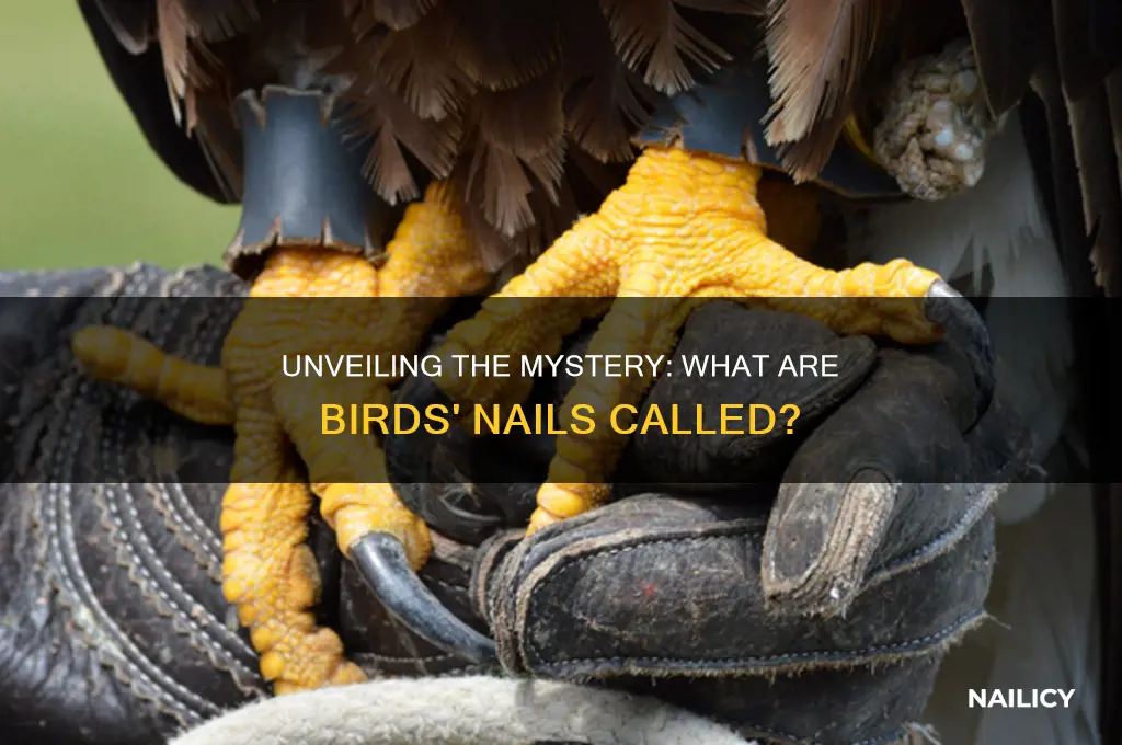 what are birds nails called