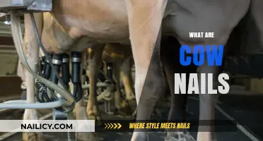 Understanding Cow Nails: Function, Care, and Importance in Livestock Health