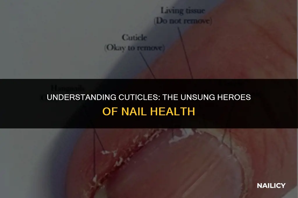 what are cuticles for nails