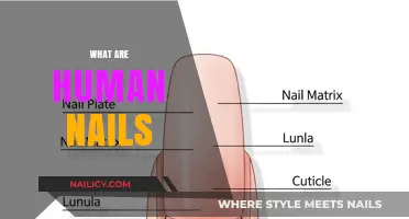 Exploring the Structure and Function of Human Nails