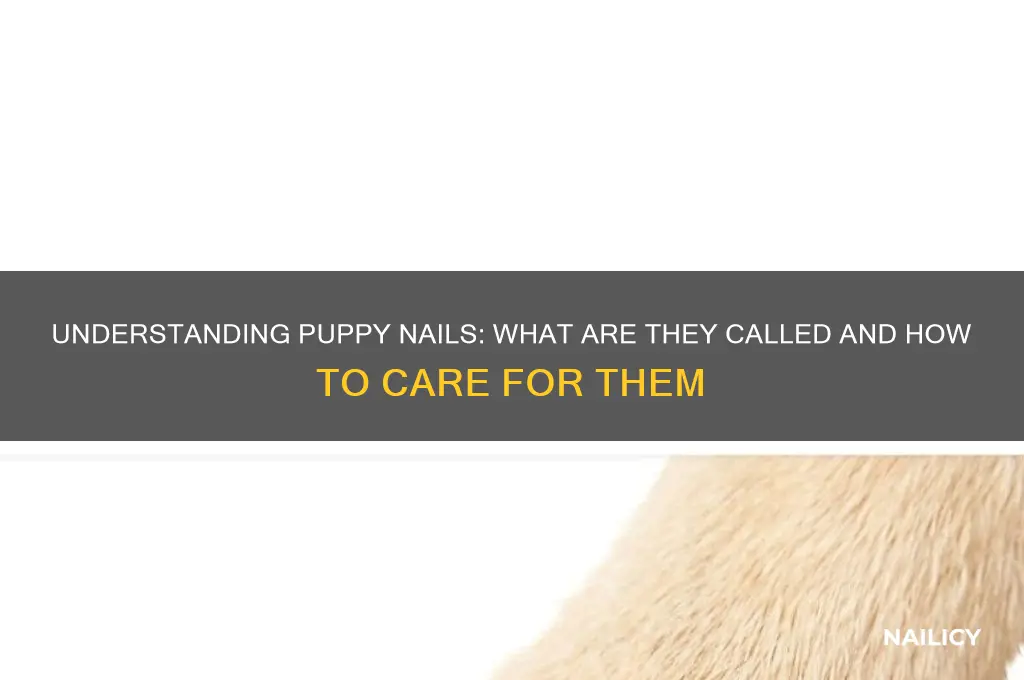 what are nail on a puppy called