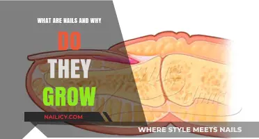 How Nails Grow: Understanding Their Purpose and Function