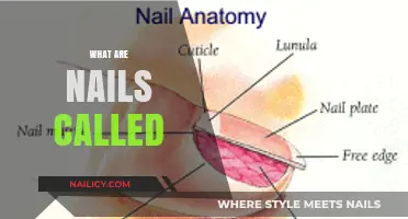 Exploring the Anatomy of Nails: What Are They Called?