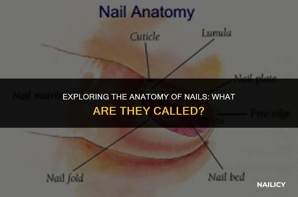 what are nails called