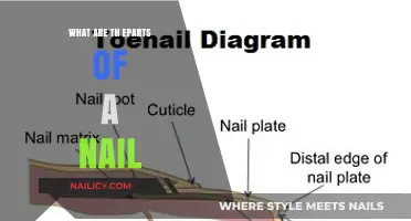 Understanding the Anatomy: Key Parts of a Nail Explained
