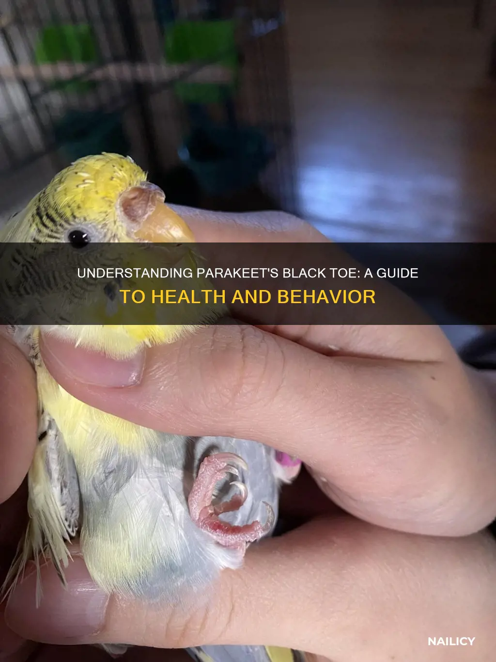 what are the black toe nails on parakeet mean