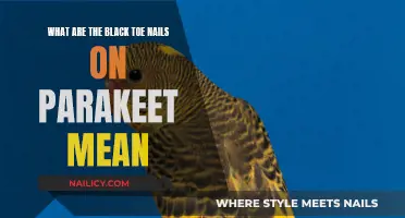 Black Toenails on Parakeets: What Do They Mean?