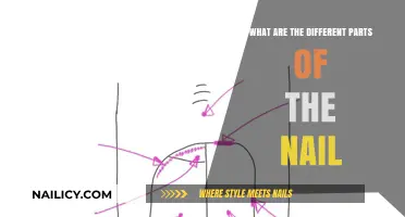 Understanding Your Nails: Exploring the Essential Components and Functions