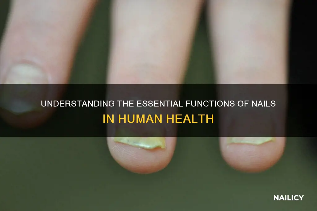 what are the functions of the nail