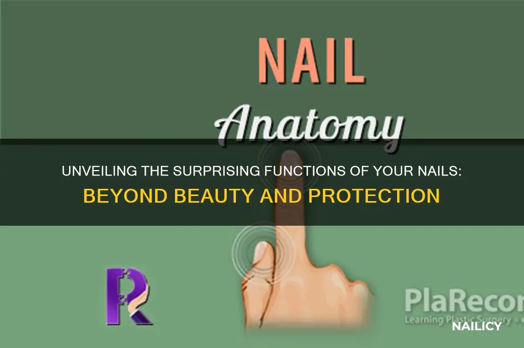 what are the functions of your nail