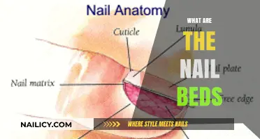 Exploring the Anatomy and Health of Nail Beds