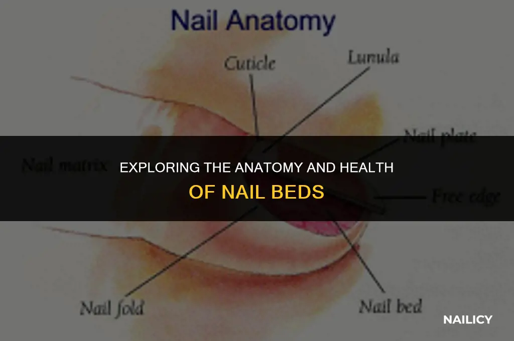 what are the nail beds