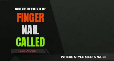 The Intricate Anatomy of Finger Nails Explained