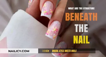 Understanding the Layers: Exploring the Structure Beneath Your Fingernails