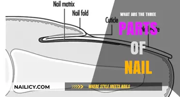 Understanding Nail Anatomy: The Three Essential Components Explained