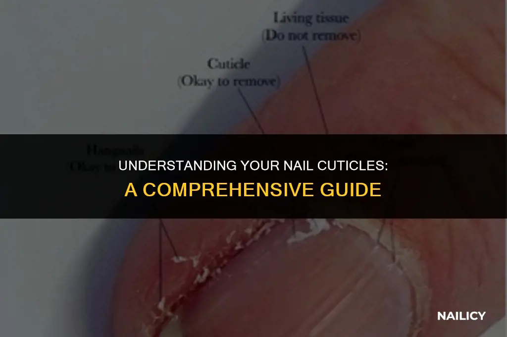 what are your nail cuticles