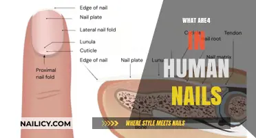 Exploring the Essential Components of Human Nails: A Comprehensive Guide