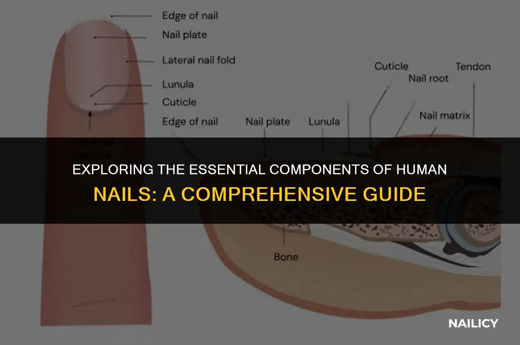 what are4 in human nails