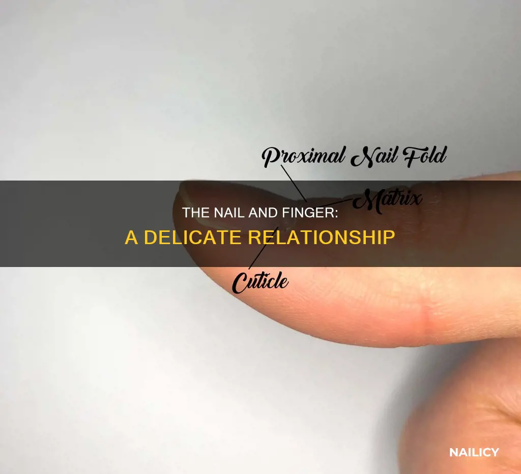 what between a nail and finger