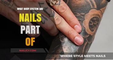 Nails and Their Role in the Integumentary Body System Explained