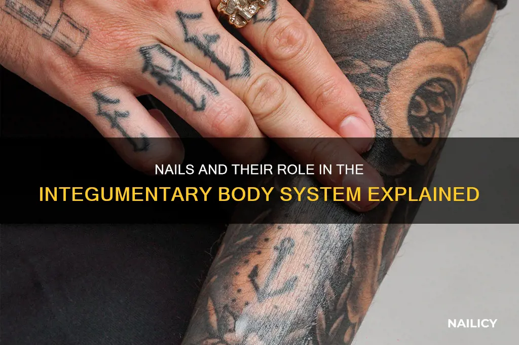 what body system are nails part of