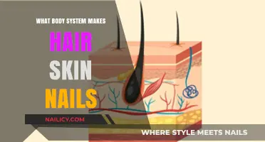 The Integumentary System: How It Creates Hair, Skin, and Nails