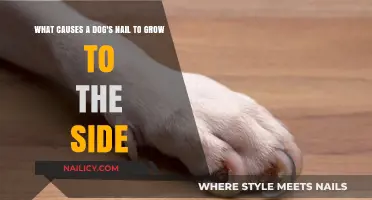 Dog Nails: Why Do They Grow Sideways?