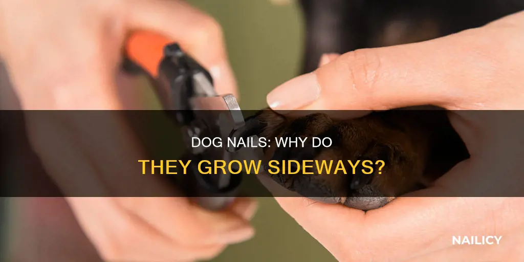 what causes a dog