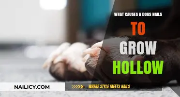 Why Do Dog Nails Grow Hollow?