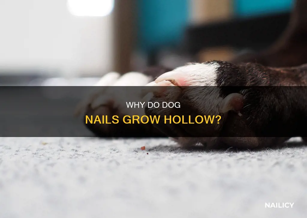 what causes a dogs nails to grow hollow