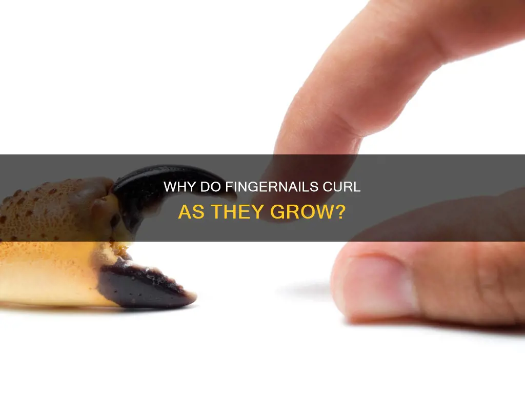 what causes finger nails to curl as the grow