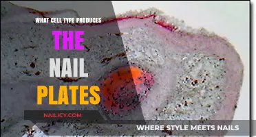 Unveiling the Cell Type Behind Nail Plate Production: A Closer Look