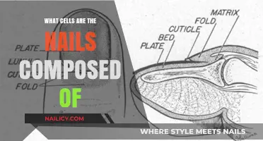 Understanding Nail Composition: The Role of Keratinocytes and Onychocytes