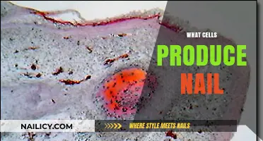 Unveiling the Hidden Heroes: Cells Behind Healthy Nails