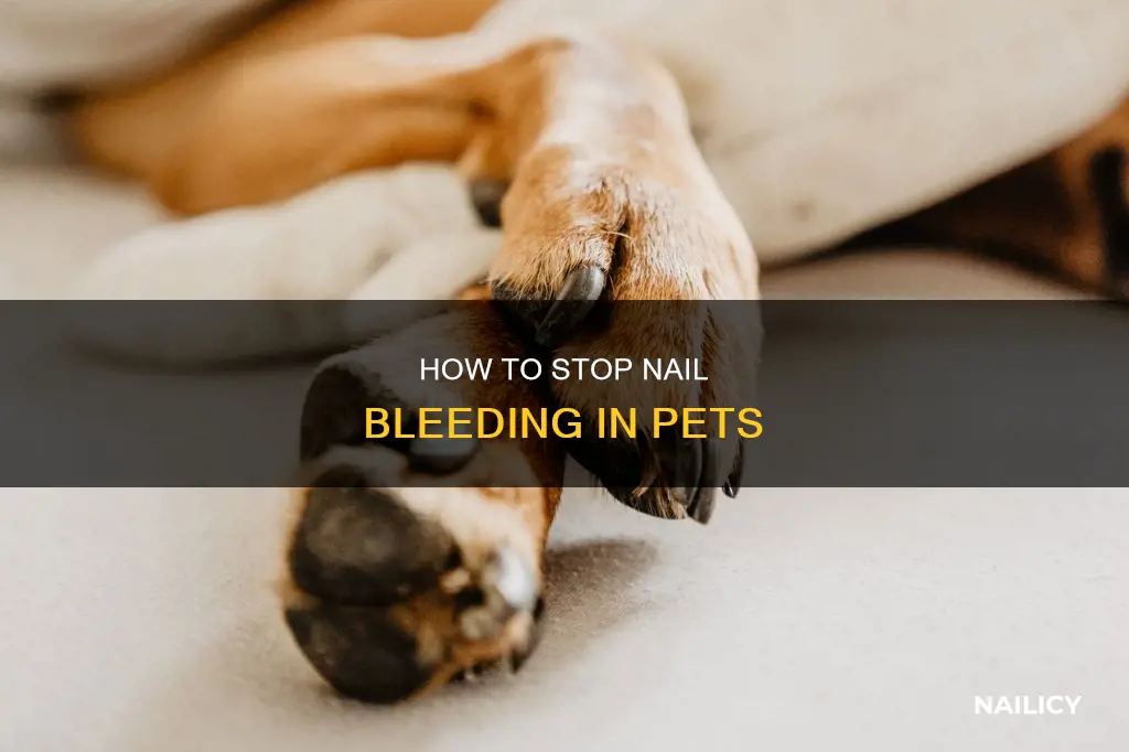what clots nail cuts on pets
