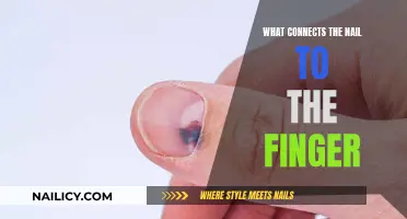 The Science of Nails: How They Attach to Fingers