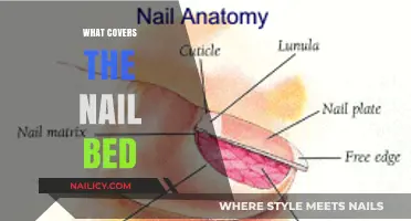 Exploring the Nail Bed: What Lies Beneath the Surface?