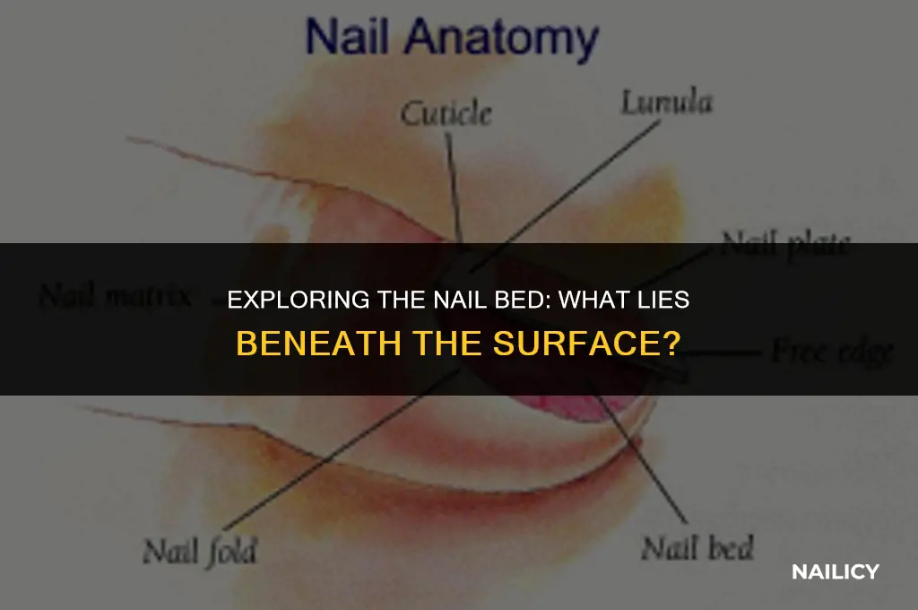 what covers the nail bed