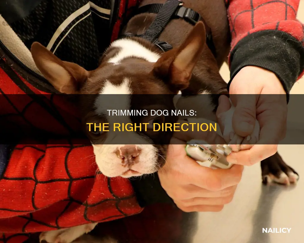 what direction to cut dog nails