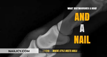 Hooves vs. Nails: Uncovering the Unique Structural Differences