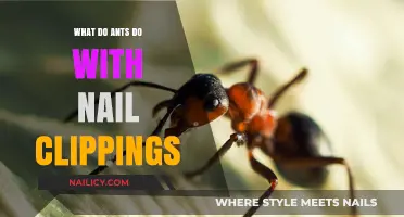 Ants and Nail Clippings: Uncovering Their Surprising Behavior and Uses