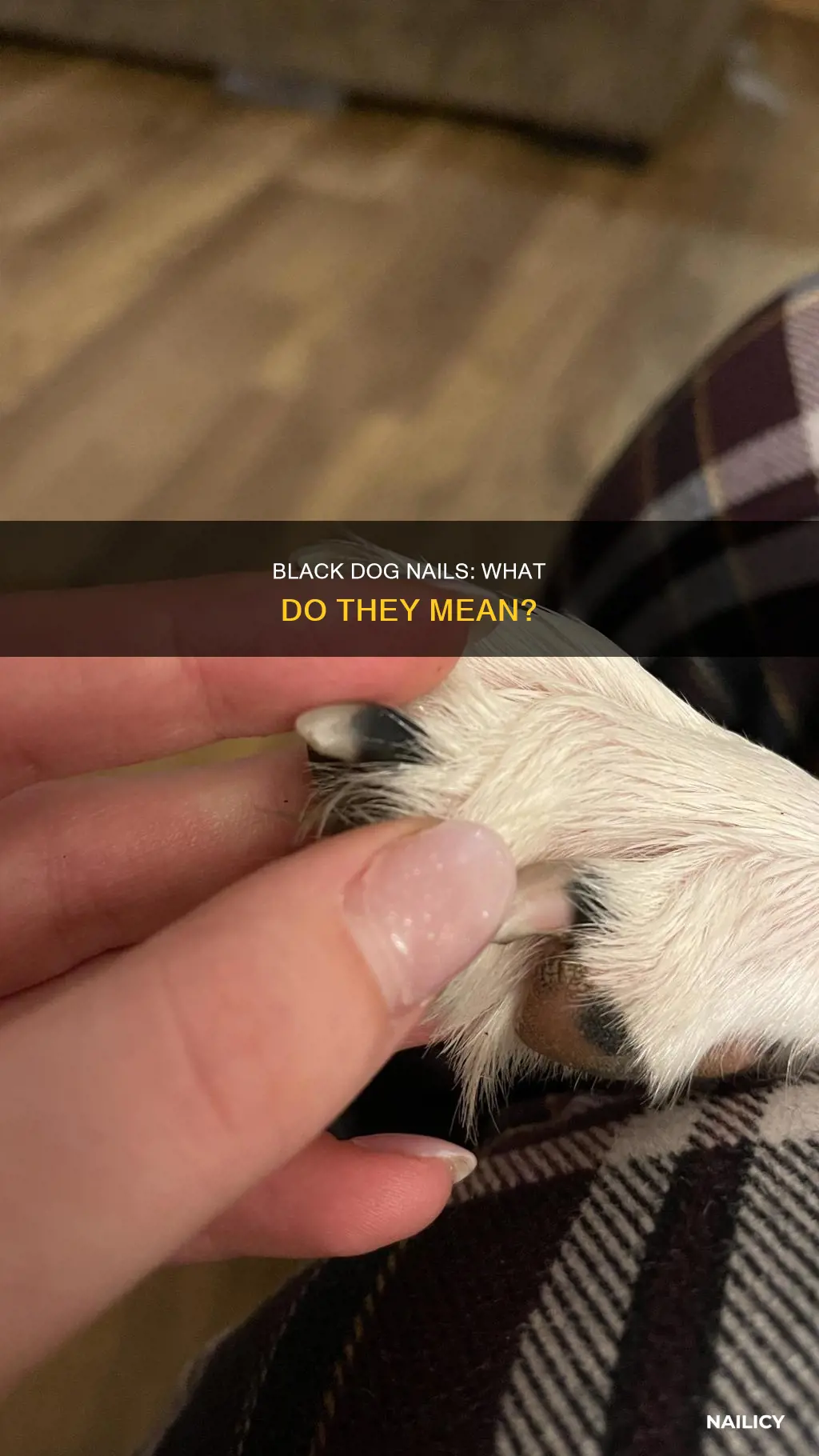 what do black dog nails mean