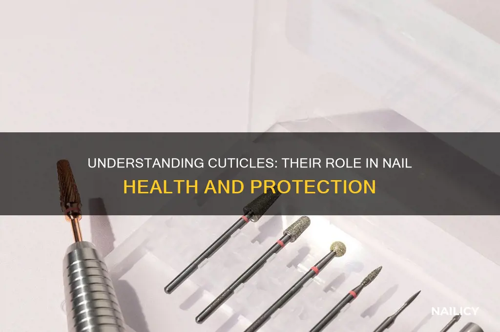 what do cuticles do