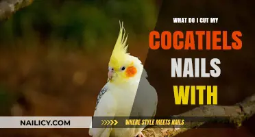 Trimming Cockatiel Nails: The Right Tool for the Job