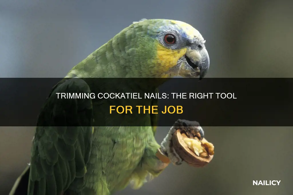 what do i cut my cocatiels nails with