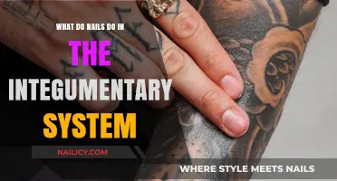 Nails' Role in the Integumentary System: Function and Importance Explained
