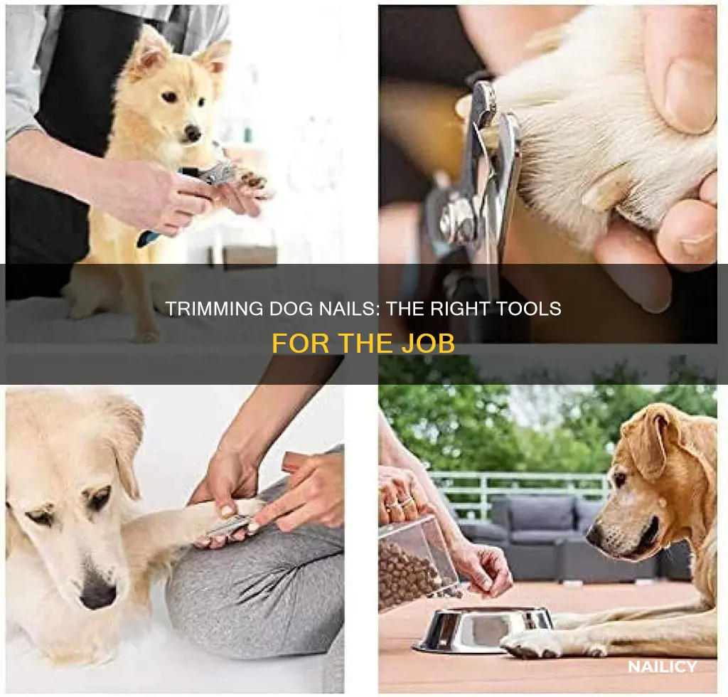what do you cut dog