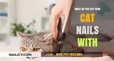 Trimming Your Cat's Nails: The Right Tools